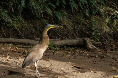 Bare Throated  Tiger Heron