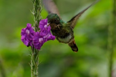 Coppery Headed Emerald Humming Bird