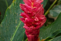 Red Ginger Alpinia