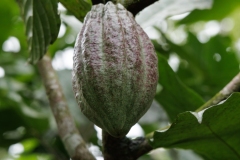 Cacao Fruit