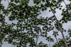 View from ground of young Trees