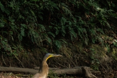 Bare Throated  Tiger Heron