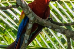 Scarlet Macaw In Rain Forest