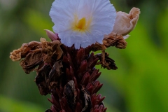 Crepe Ginger