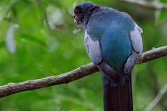 Slaty-Tailed Trogon
