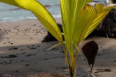 Coconut Tree sapling
