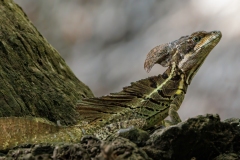 Basilisk Lizard