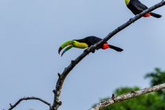 Two Keel-Billed Toucans on Branch