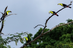 Four Keel-Billed Toucans on Branches Talking