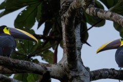 Pair Of Chestnut Mandibled Toucans