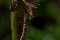 Eyelash Viper