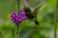 Coppery Headed Emerald Humming Bird