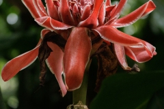 Torch Ginger flower