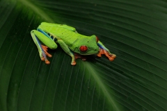 Red Eyed Green Frog Resting On A leaf