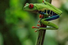 Red Eyed Green Frog looking for next Landing Spot