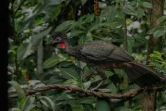 Crested Guan