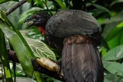 Crested Guan Enjoying  A Banana