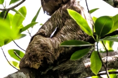 Sloth Bear way up in the Tree