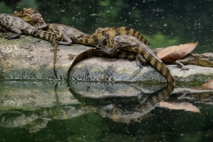 Caimans in Swamp