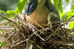 Boat-Billed Heron