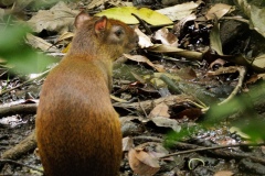 Agouti a Rodent