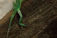 Green Lizard