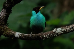 Green Honeycreeper