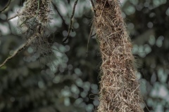 Montezuma oropendola