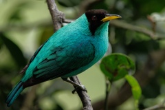 Green Honeycreeper