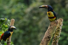 Collared Aracari