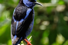 Red Legged Honeycreeper