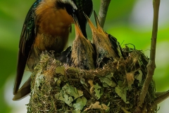 Female Purple Throated Mountain Gem and Chicks