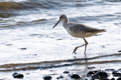 Willet looking for food