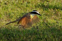 Great Kiskadee gathering material to build a nest