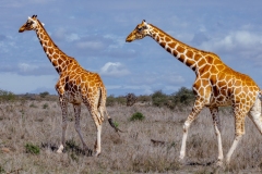 Reticulated Giraffes on the Move