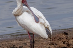 African Spoonbill