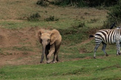 Elephants and Common Zebras Sharing Grazing land