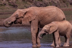 Baby and Mother Elephant at watering hole