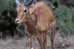 Impala Deer Framed by Her partners Horns