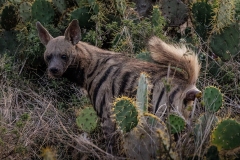 Stripped Hyena (8000 alive in the world)