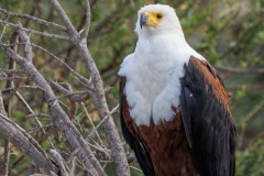 African Fish Eagle