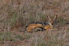 Silver Backed Jackal