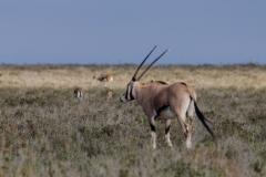 East African Oryx