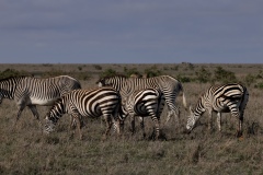 Mixed Heard of Common and Gervy Zebras Mixed Heard of Common and Gervy Zebras