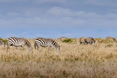 Grazing Zebras