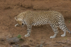 Leopard Cleaning Itself