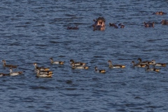 Hippos and Ducks Sharing Watering Hole