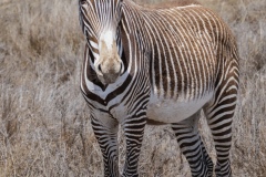 Grevy Zebra : White Belly, Thinner Strripes and Rounded Ears