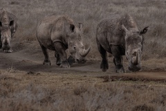 Three White Rhinoceroses On evening Walk