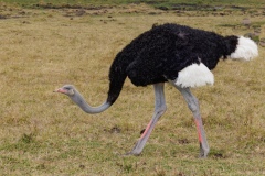 Maasai Ostrich